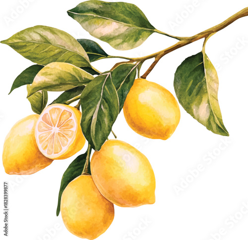 Fresh Lemons on a Branch Watercolor Illustration