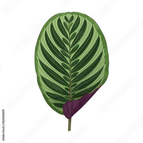 Tropical Plant Leaf Green and Purple Striped Pattern Exotic Botanical Detail
