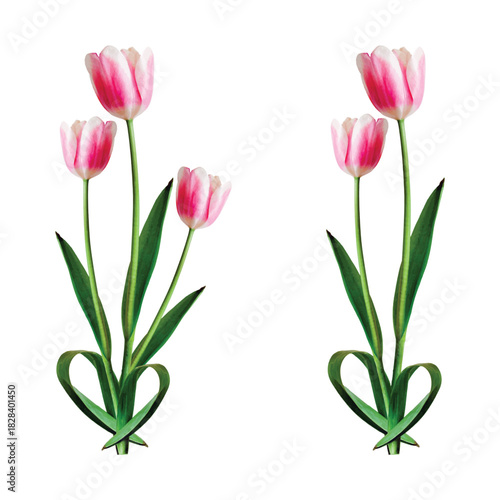 Three pink tulips isolated on white background, symbolizing love and affection
