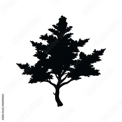 Detailed Silhouette of an Evergreen Tree Against a Pure White Background, cypress branch silhouette vector illustration