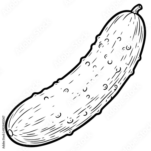Hand drawn cucumber or pickle illustration isolated on white. High quality black and white sketch perfect for vegetable packaging salad menus and healthy food designs.