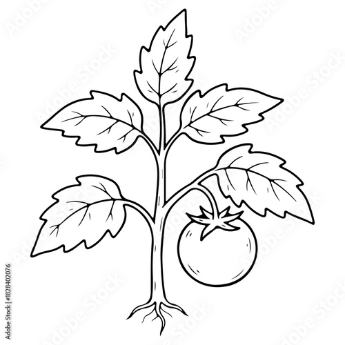 Hand drawn tomato plant illustration isolated on white background. High quality black and white sketch perfect for gardening guides farm themes and vegetable packaging.