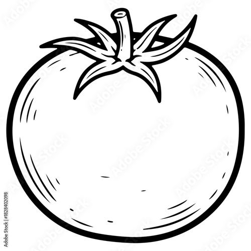 Hand drawn fresh tomato illustration isolated on white background. High quality black and white sketch perfect for pasta sauce labels salad menus and cooking designs.