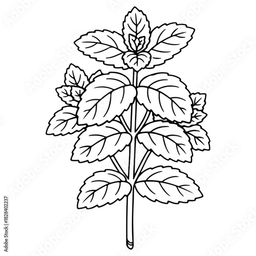 Hand drawn mint or basil herb illustration isolated on white. High quality black and white sketch perfect for essential oil labels cooking recipes and botanical designs.