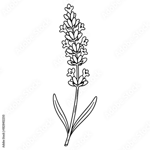 Hand drawn lavender flower illustration isolated on white background. High quality black and white sketch perfect for floral patterns aromatherapy and beauty products.