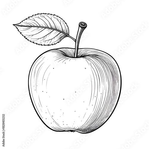 Detailed Black and White Line Drawing of a Round Apple with Stem and Leaf on White Background Simple Yet Elegant Illustration