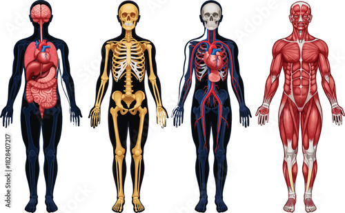 Four Diagrams of Human Body Systems Vector Illustration Including Skeletal, Muscular, Circulatory, and Internal Organ Systems for Detailed Medical and Biological Education.