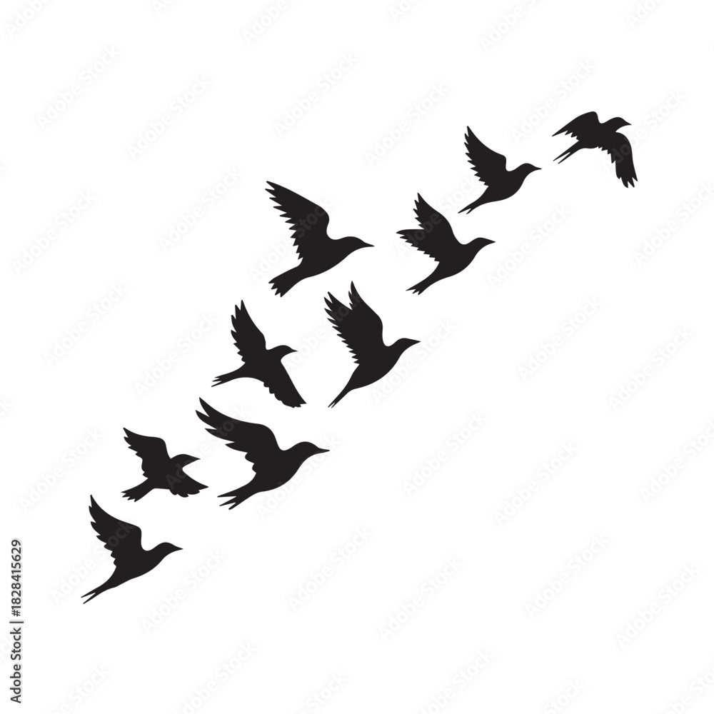 Obraz premium birds flying, group of flying birds silhouette 