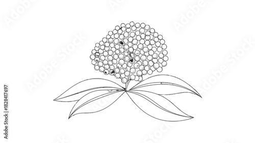 A detailed black and white line drawing of a cluster of berries with leaves below.