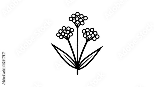 Black and white illustration of a plant with three clusters of small, round flowers and several leaves.