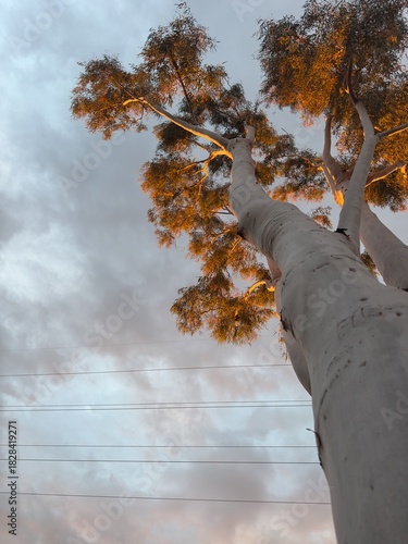 Looking Up White Eucalyptus Trunk with Power Lines