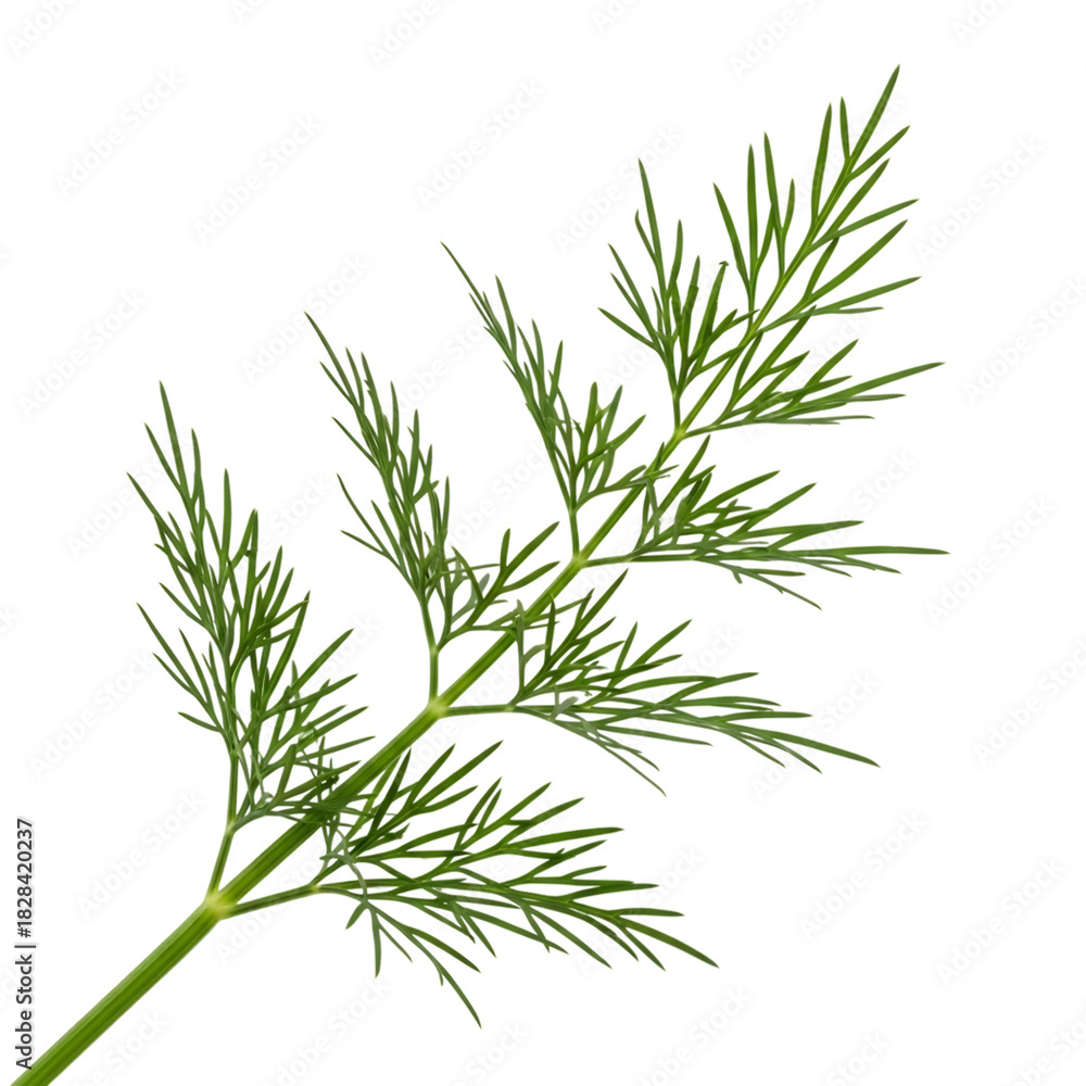 Fototapeta premium Fresh Dill Herb Isolated on Transparent Background