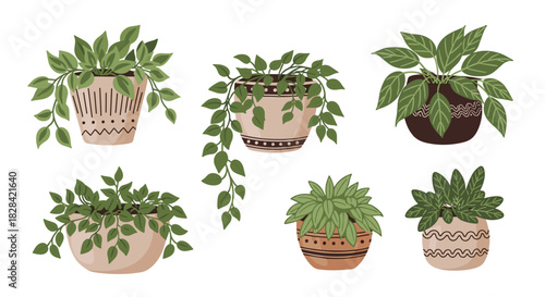 Collection of potted houseplants with green leaves in decorative pots on a white background.