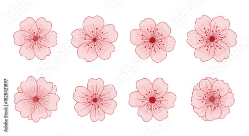 Eight delicate pink cherry blossoms arranged in two rows on a white background.