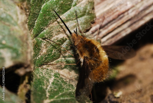 Garden fly, Bombylius major, macro