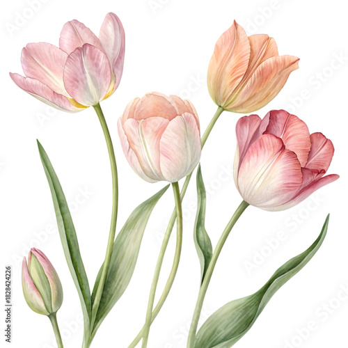 pink tulips isolated on white