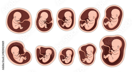 Illustration of a fetus developing inside the uterus at different stages.