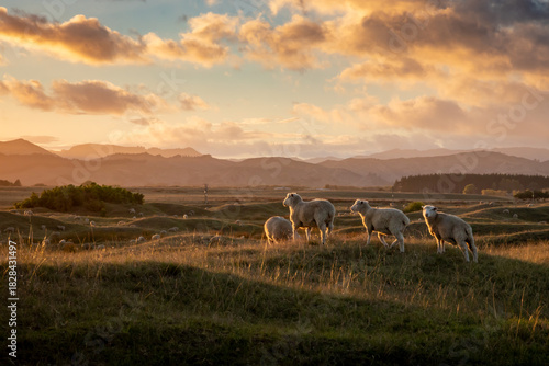 Flock of sheep at sunset in a biblical looking scene, rolling coastal land, near Gisborne, New Zealand 