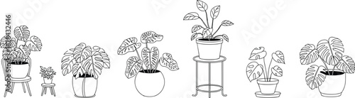 Collection of hand drawn potted house plants, black and white monstera line art vector illustration, isolated on white background.