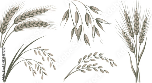 Various Illustrated Grain Stalks Wheat, Oat, and Rice Isolated on White Background