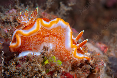 Brown margin glossodoris nudibranch crawling on coral reef in Lembeh Indonesia