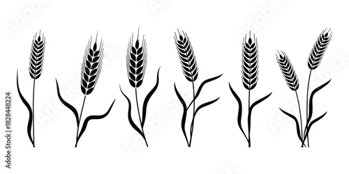 Elegant hand drawn simple wheat flowers illustration in a minimalist style perfect for rustic agricultural themes and naturalistic designs