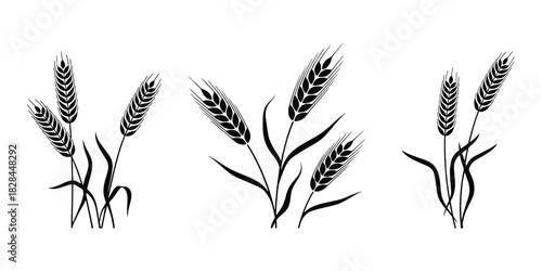 Elegant black and white wheat stalks illustration with delicate floral accents and subtle color highlights for design projects