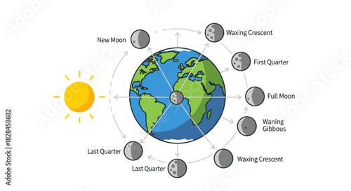 Diagram of Lunar Phases Showing Earth, Sun and Moon's Orbital Path, illustrating cycle of lunar
