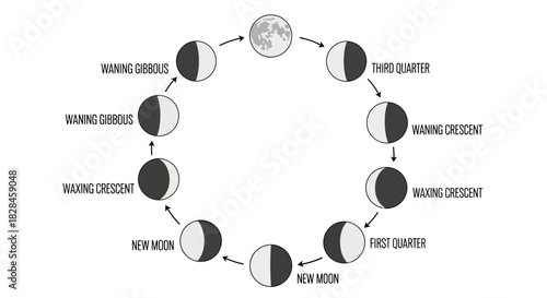 Phases of the Moon Cycle Diagram Illustrating the Lunar Stages and Transformations