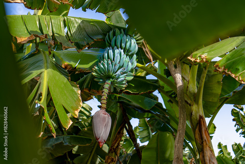 Growing Bunch of Blue Java Bananas on Tree