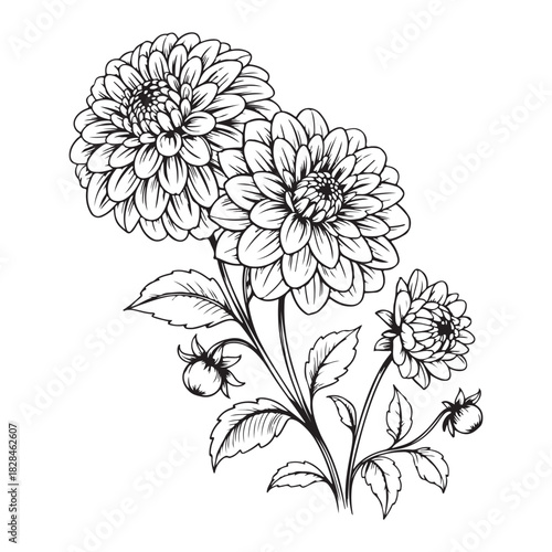 Detailed line art illustration of dahlia flowers with leaves and buds design element