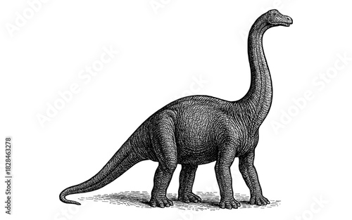 Detailed engraved style of a sauropod dinosaur in black and white
