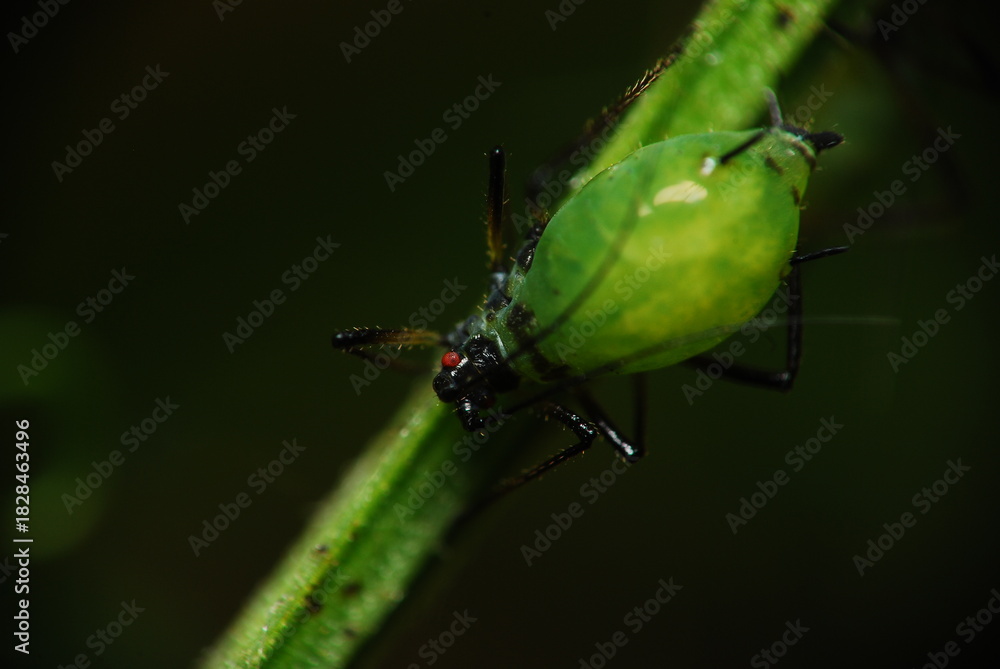 Naklejka premium Green aphidoidea, close-up view