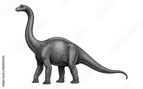 Detailed black and white dinosaur sketch of a sauropod with long neck and tail