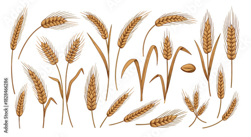 Artistic illustrations of golden wheat ears, stalks, and a grain, depicting a diverse array of cereal plant elements on a plain white background.