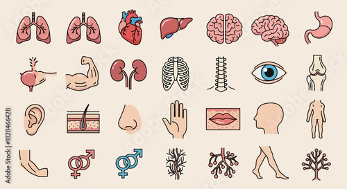Collection of Human Anatomy Organs and Body Parts Icons Set Medical Health Science Biology Symbols