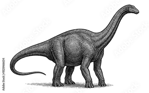 Detailed engraving of a diplodocus dinosaur in black and white