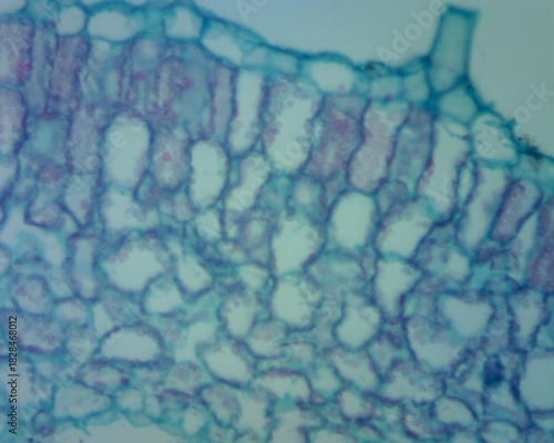 Observation of geranium leaves under a microscope in cross section