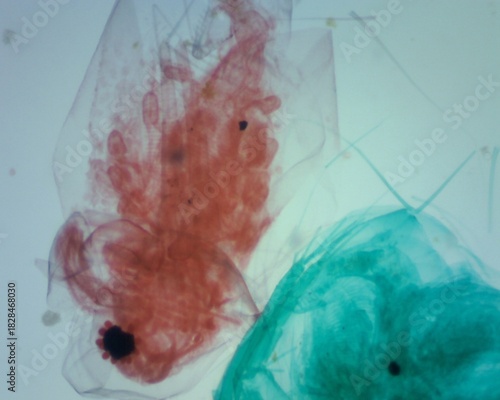 Microscopic observation of water flea slides