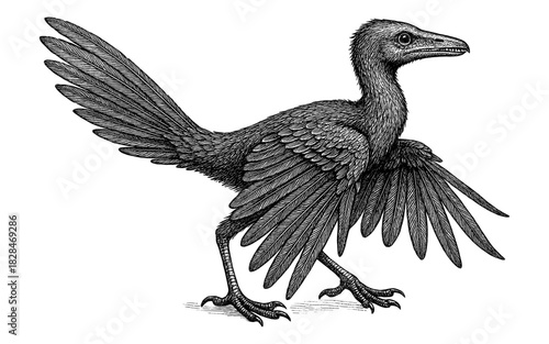 Detailed dinosaur bird with feathers in black and white ink drawing