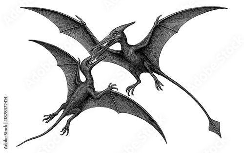 Vintage engraving of two pterodactyls in flight with detailed wings and tails