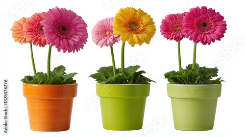 Wallpaper Mural Vibrant Gerbera Daisies in Colorful Pots on White Background: Orange Pink Yellow and Green Plants Indoor Decoration Studio Shot Torontodigital.ca