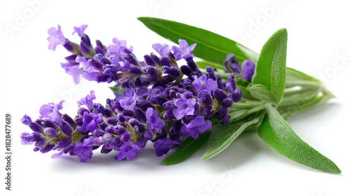 Closeup of Lavender Flowers with Green Leaves on White Background in Soft Lighting, Purple Floral Aroma Beauty Concept Studio Shot Detailed