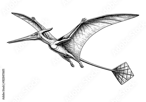 Detailed vintage pterosaur sketch with long wings and tail on white background
