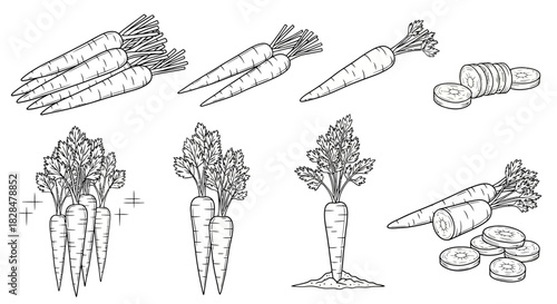 A detailed collection of hand-drawn carrot line art illustrations, featuring various compositions from single roots to bunches and slices