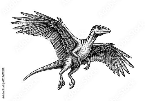 Detailed black and white engraving of a winged dinosaur in flight