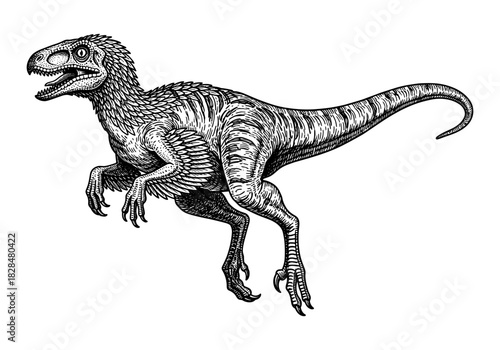 Detailed hand-drawn velociraptor illustration in black and white line art style