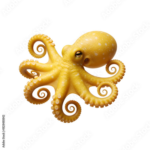 octopus on white background