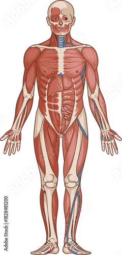 Detailed Human Anatomy Vector Illustration Displaying Muscular System, Superficial Veins, and Skeletal Structure for Scientific and Medical Education Diagrams.