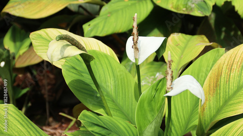 White peace lily plants Spathiphyllum